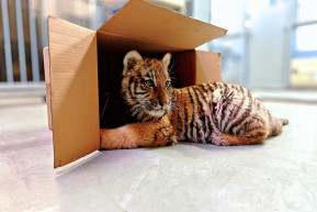 A drograzzián talált tigriskölyök bemutatkozik a budapesti állatkertben