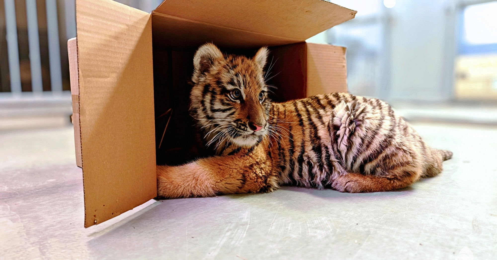 A drograzzián talált tigriskölyök bemutatkozik a budapesti állatkertben Kép