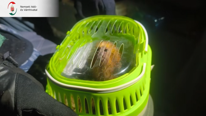 Videón, ahogy egy aranyfejű oroszlánmajmocskát lelnek Rédicsnél 