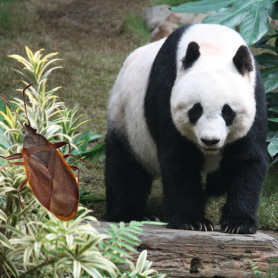 Pandadiplomácia - Józsa Márta jegyzete