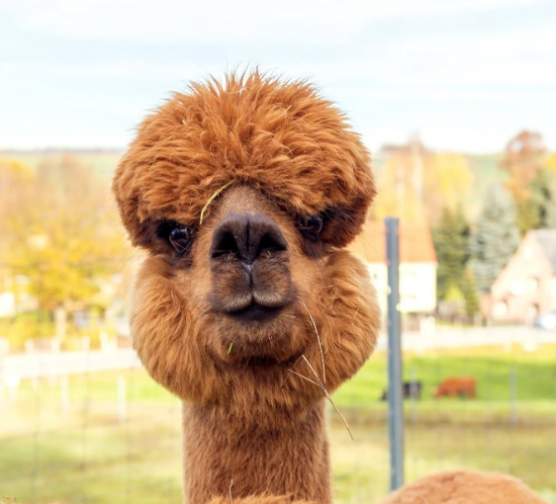 Négy alpakatetemet találtak Sárpentelénél egy útszéli szemétdombon 