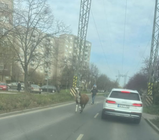 Elszabadult egy láma a Havannán 