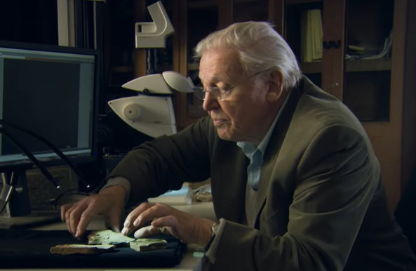 Százéves Sir David Attenborough