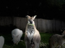 Akár kétszáz Bennett-kenguru is élhet a magyar otthonokban