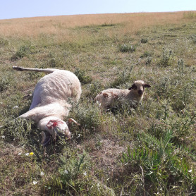 Nem hiszik a nógrádi juhászok, hogy a vadonból jöttek a nyájaikra támadó ragadozók