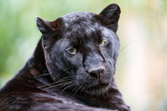 Fekete párduc Kiskunhalasnál? Az elmúlt években többször kergettek „fantom-nagymacskát” az országban