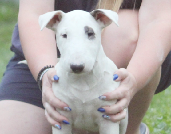 Csavarokkal átszúrt virslivel akarta megöletni haragosa kutyáit egy férfi Sajószentpéteren