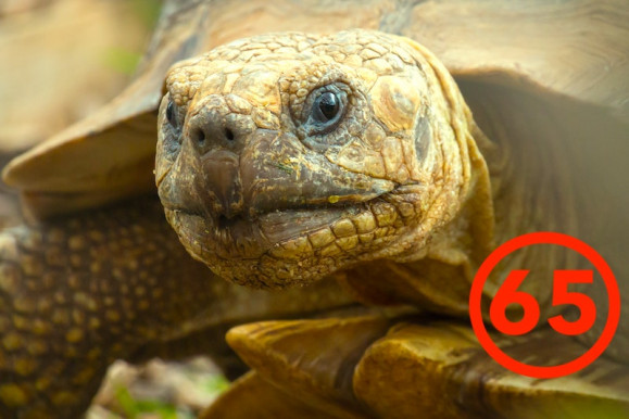 Érdemei elismerése mellett... - Kárpáti János jegyzete