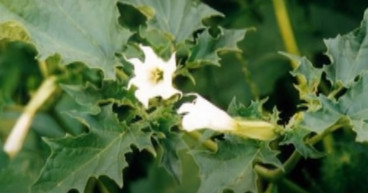 Csattanó maszlag lehet a Penny által forgalmazott gyorsfagyasztott zöldbabban