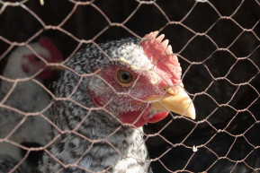 Tudja, ki jelentette fel, franciákkal akarja színpadra vinni az Orbán-ellenes levél miatt letiltott előadást