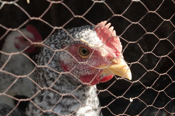 Tudja, ki jelentette fel, franciákkal akarja színpadra vinni az Orbán-ellenes levél miatt letiltott előadást