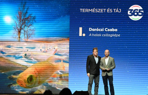 Arany Daru és afrikai kullancs