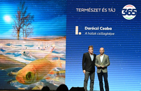 Arany Daru és afrikai kullancs