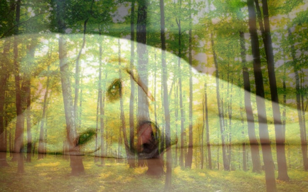 Egy erdő ára - egy kutya egészsége