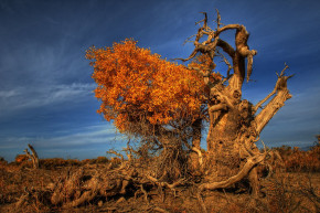 A növények kevésbé cukik, mint a koalák, de ők is pusztulnak