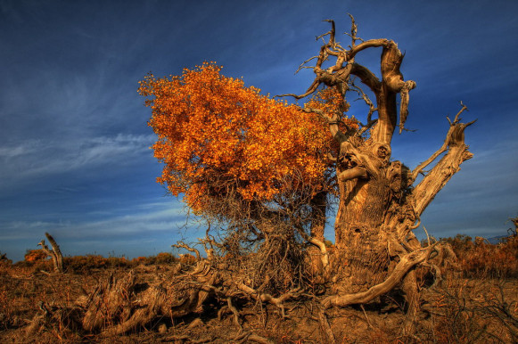 A növények kevésbé cukik, mint a koalák, de ők is pusztulnak