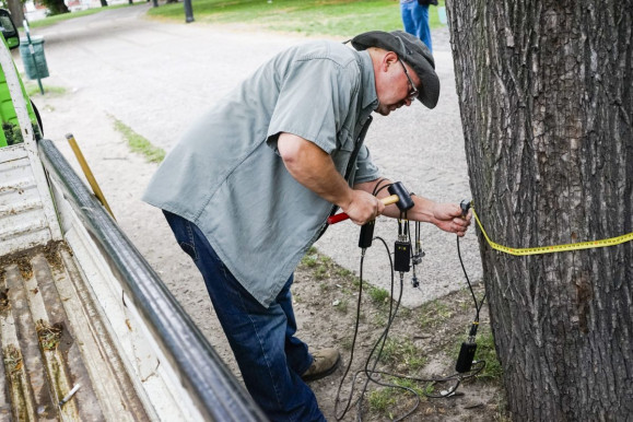Nem kivágni kell a beteg fákat, hanem több forrást adni a kezelésükre