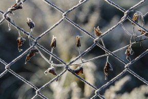 Fagyhalál: eddig 118-an haltak meg az országban