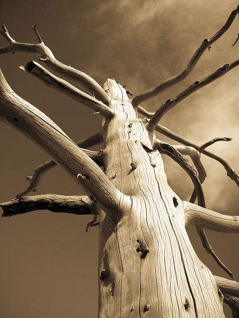 18 fát mérgezett meg valaki gázolajjal Zamárdiban