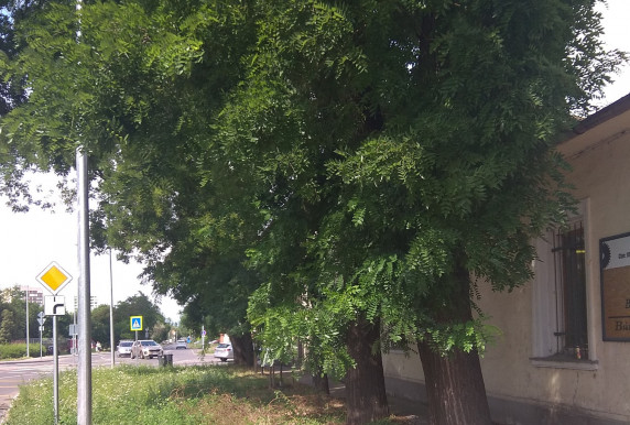 A fűrész a Szentendrei úton tombol tovább