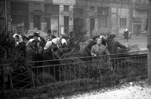 6-8000 forint lesz az idén a nordmann fenyő métere