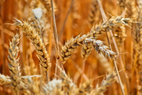 A mezőgazdasági jövedelmek négyötöde támogatás