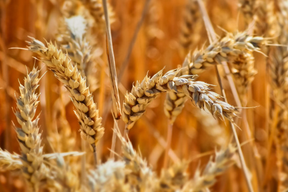 A mezőgazdasági jövedelmek négyötöde támogatás