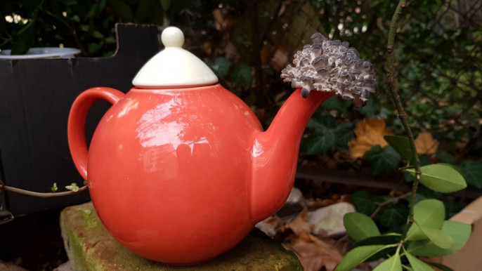 Boszorkánykör a közösségi gombatermesztésért