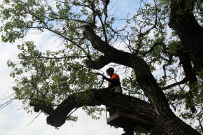Fontos változás a gallyazásban, védik a madarakat