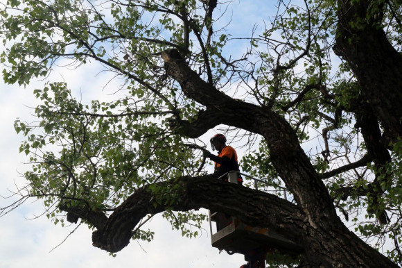 Fontos változás a gallyazásban, védik a madarakat