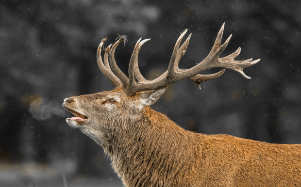 Itt egy videó, amin gímszarvas öklel fel egy bátor fideszes képviselőt