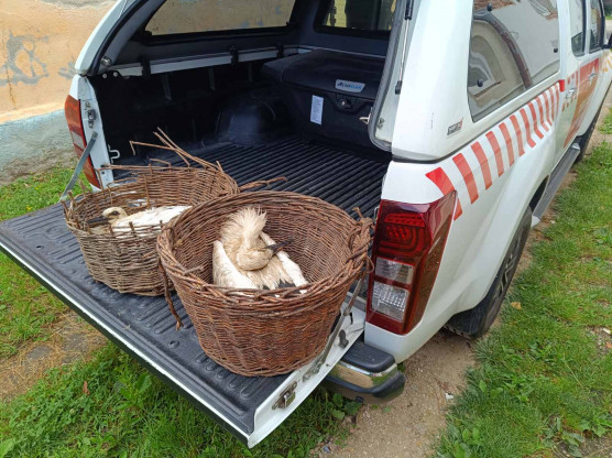 Villanyoszlopnak hajtott a kocsi, leverte a gólyafészket