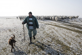 Mit csinál egy természetvédelmi pásztor?