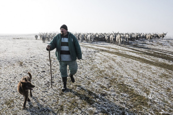 Mit csinál egy természetvédelmi pásztor?