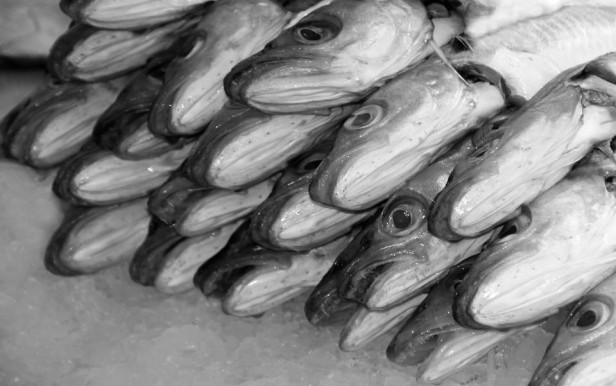 Péterfy-Novák Éva: Fejétől bűzlik a hal, és a „fejek” ott ülnek a parlamentben