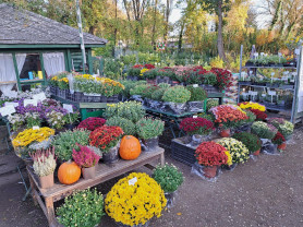 Ötven százalékkal drágultak a virágok a temetőknél