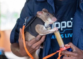 Patkányokkal a taposóaknák és a tuberkulózis ellen