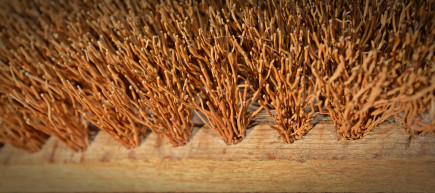 Gyökérkefe – Szénási Sándor jegyzete