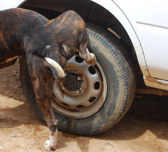 Visszafizettetik a gépkocsitámogatást, ha valaki tartozik