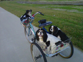 Budapesten belül januártól A MÁV-on is ingyen lesz a kutya- és kerékpárszállítás