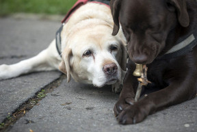 Kutyakedvelők segíthetik a vakokat