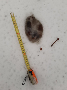 Árulkodó lábnyomok – Ismét megjelentek a farkasok Magyarországon