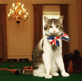 A macska, aki már a hatodik miniszterelnököt fogyasztja