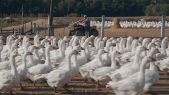 Az új NAT-tal az irodalomtanítás libatöméssé válik