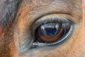 Rejtély Óbudán: Lovat találtak a panelház előtt