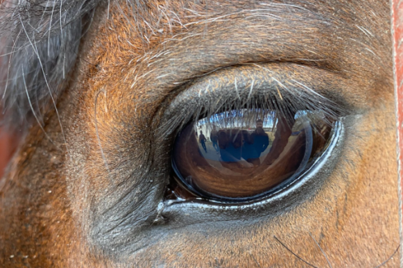 Rejtély Óbudán: Lovat találtak a panelház előtt