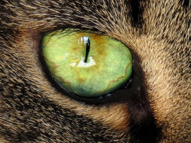 Szándékosan halálra gázolta a szerencsétlen három lábú macskát egy nő Hatvanban