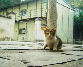 Ezer macskát mentettek meg a vágóhódi haláltól Kínában