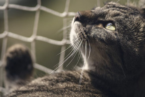 Petőcz András: A macska visszatér