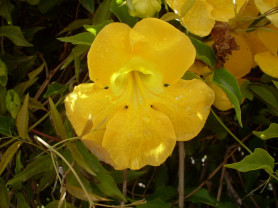 Korai lefekvés, immunerősítés, macskakarom